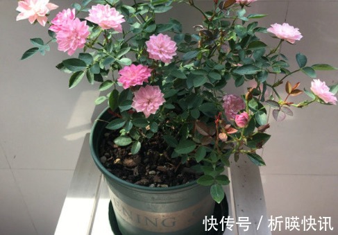 肥料|此花号称“开花机器”，居家盆栽牢记4点，开花繁殖能力特强