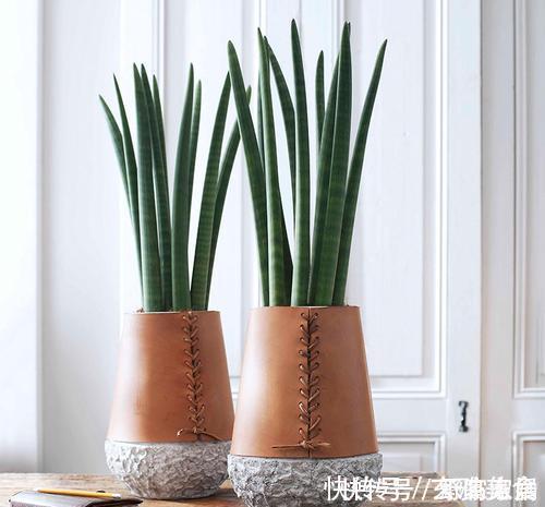 竹芋类|五种盆栽，自带高贵气质，在家摆一盆，格调高，人人夸你眼光好