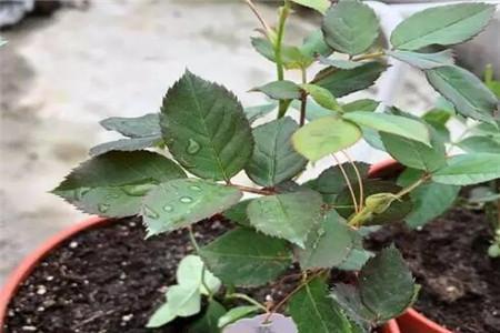 2种“扦插法”,养花人都学学,谁插都活,新手也能“插满根”