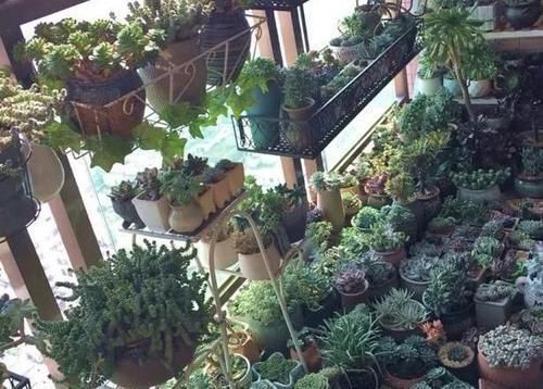 多肉植物|养多肉植物如何加速上色调节3方面,茎干长出好多'小莲花'