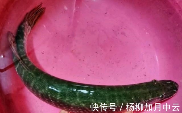 江苏钓鱼人解锁“新鱼种”,网友疑问“常州还有狗鱼”