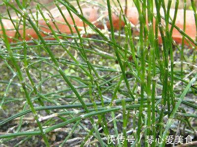 饲料|以下三种野草,以前都被当做饲料,如今城里都买不到