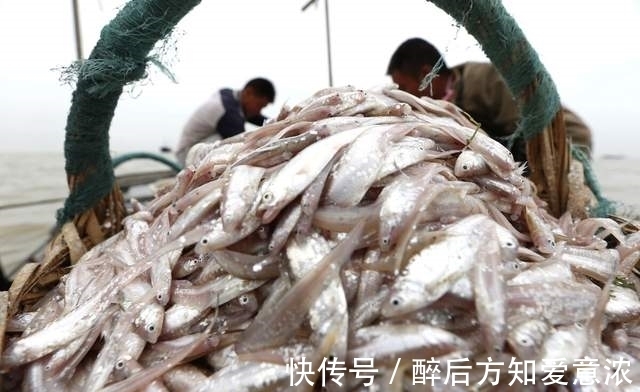 千岛湖|4000年的鱼米之乡，如今患上“营养病”？巢湖水华整治成难题