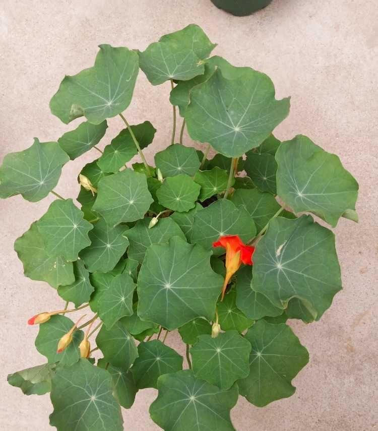 花儿|阳台养花可以养它，皮实好养很勤花，美丽一个秋天，花色也很绝