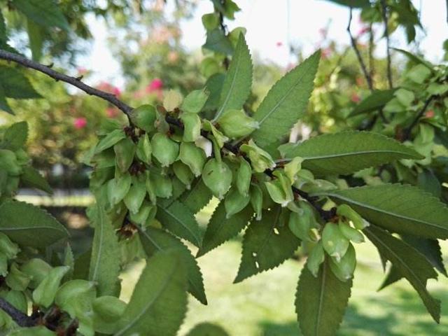 这树真“丑”，但叶子“嚼一嚼”能缓解牙痛，制成盆景观赏性强！