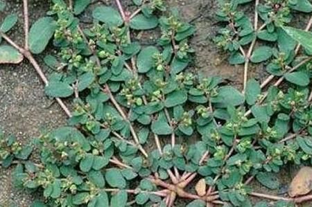 稀罕货|农村这个野菜能救命，人称“血见愁”，以前遍地有如今却是稀罕货