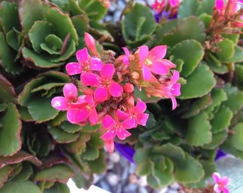 长寿花在花朵凋谢后复花的技巧，掌握几招，夏天也能开花