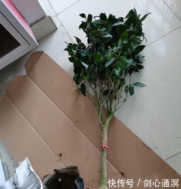 养死|山茶花买回家,总是能养死,问题不在我们,茶花本身就有问题