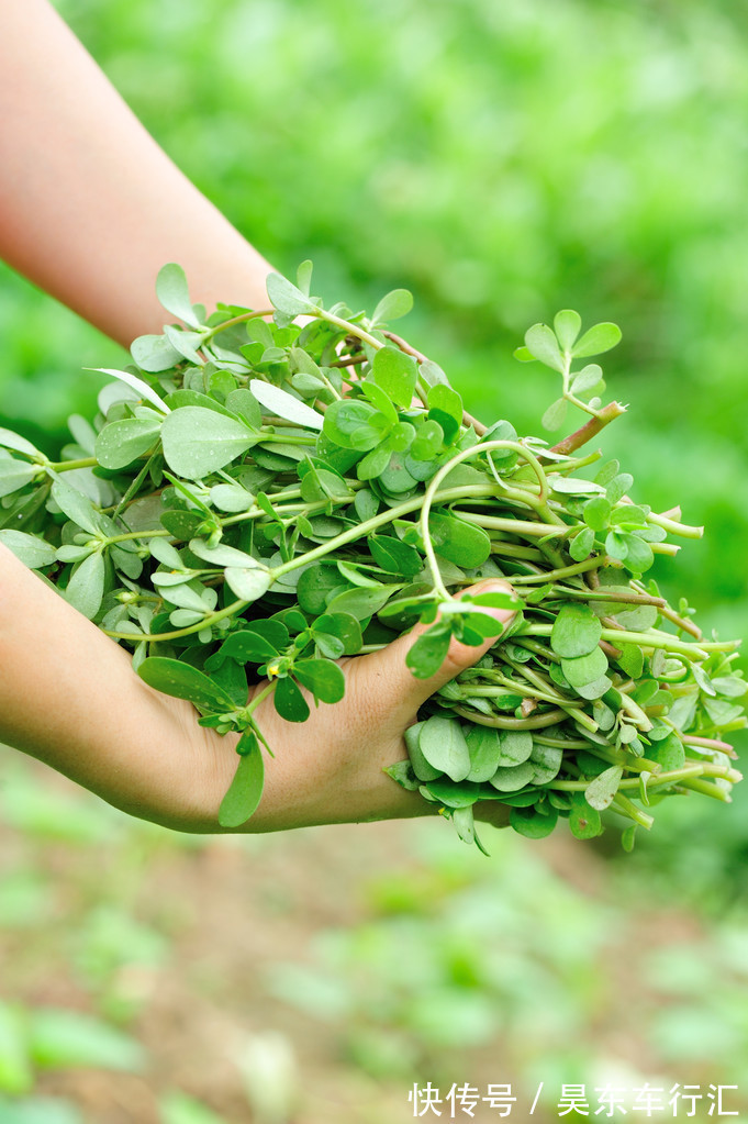 药性|马齿苋又被称为“长寿菜”,中医:常吃马齿苋有4大好处