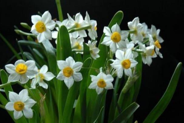 水仙想要防徒长,方法有3个,简单有效,非常实用