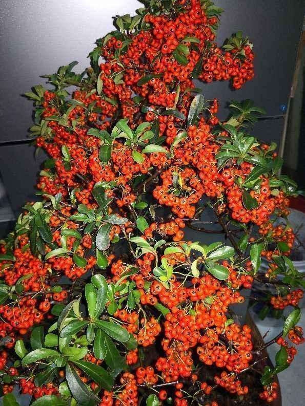 一种花叫做“吉祥果”,小时候砍了当柴烧,长大竟然变成高端盆景