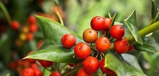 有功效|这树挺稀奇! 农民讨厌它, 中医喜欢它, 但最喜欢它的还是西方人