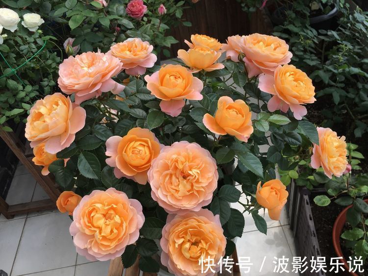 木耳状|喜欢玫瑰,就养”高档玫瑰“糖果雪山,甜蜜如糖果,淡雅清新