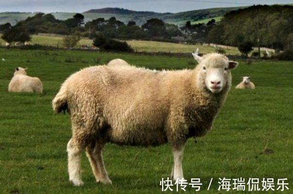 生羊|谁说属羊的人命不好，这些月份出生的羊羊，可享天赐福禄！