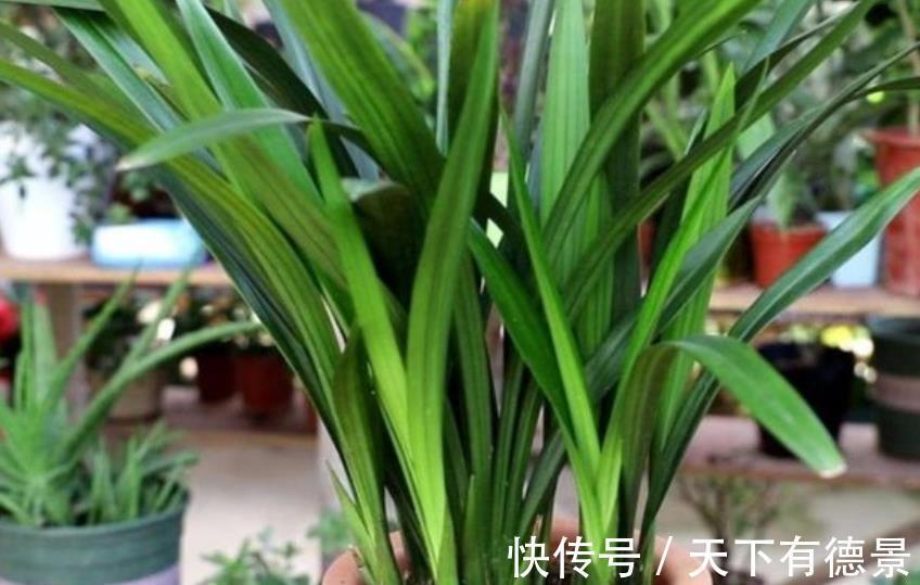 新手秋天养兰花,3个浇水要点要谨记,做好了根壮叶旺开花美