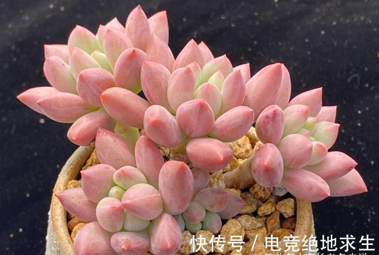 多肉红蜻蜓和蓝精灵，一个带暗纹，一个平时丑，出状态则“封神”