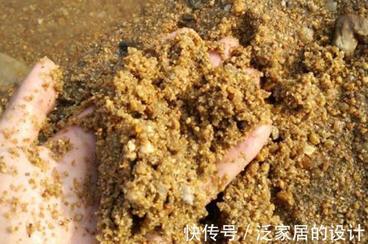 君子兰黄叶，黑尖，烂叶，烂根，怎么办