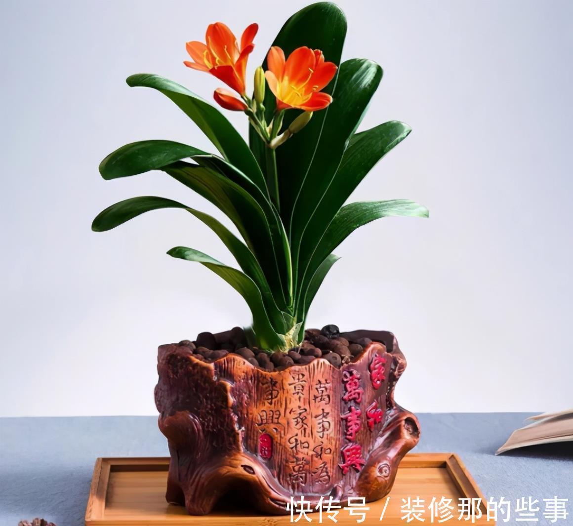 晒伤|适合客厅养的“4种花”,少晒太阳、少浇水,开花越旺“人也旺”