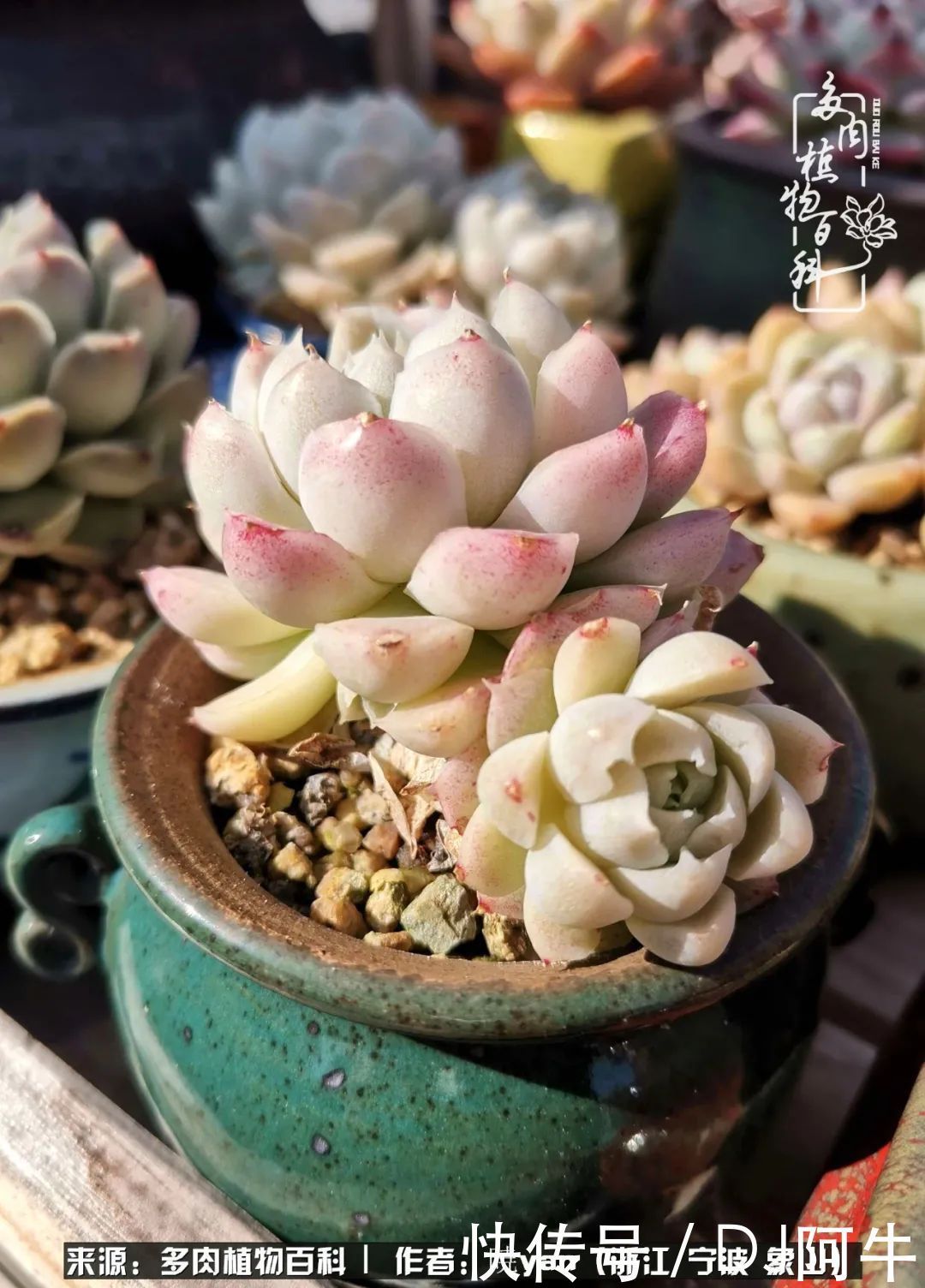 入多肉坑八年,始于初心,一切但求无愧于心