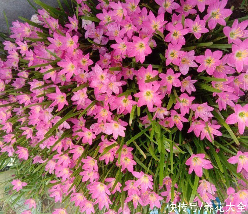 抗病、不招虫的天竺葵，屋里养一盆，开花一茬接一茬