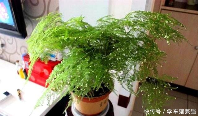 在北方,1盆文竹养8年“不修剪”是什么体验直接绕成“盘丝洞”!