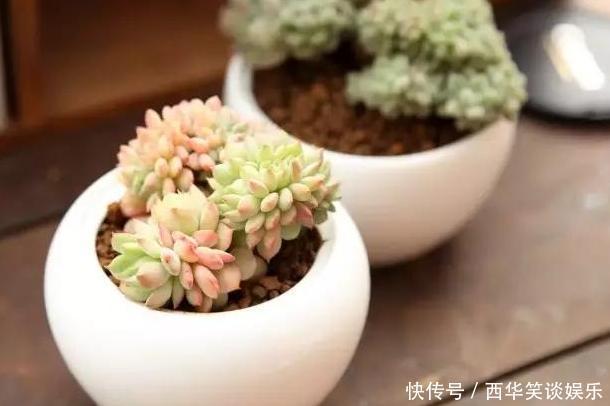 花盆片|养多肉搭配什么样的花盆好？利用''碎花盆''造景，个个与众不同