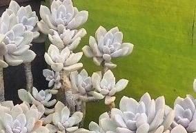 养不死的多肉排名,全是大普货,新手入坑必选它