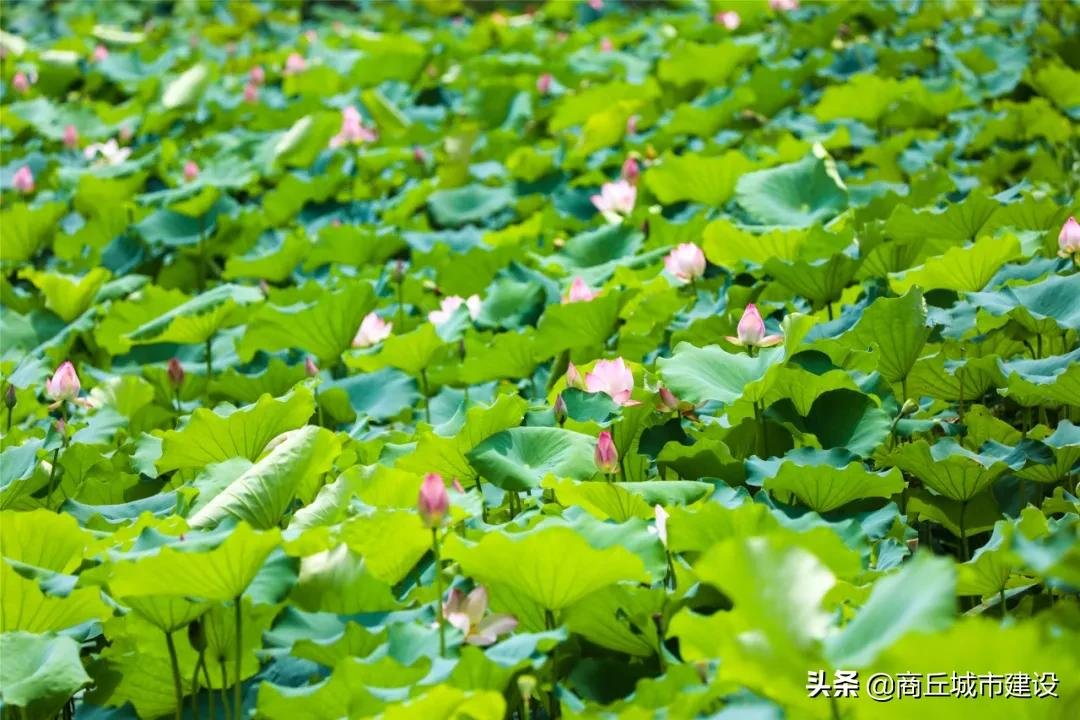 荷花池|商丘这里藏着一大片荷花田