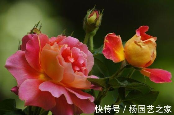 农历|农历7月4号起,最适合养这些花,花艳易爆盆,花色纯正耐看