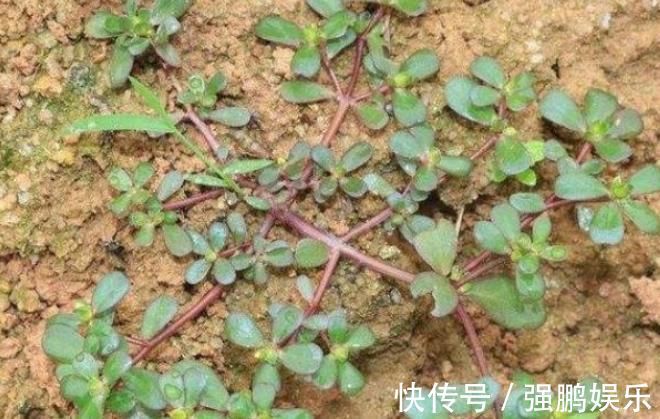 红凤菜|以下五大野菜不建议过量食用,少吃不可贪嘴,有人居然一点不知道