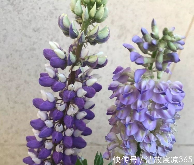 花量|喜欢家中养花,就养开花漂亮好养活,花量大花期长的花