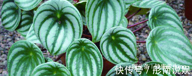 喜欢养花,不如养盆钻石翡翠,青翠光润,沁人心脾