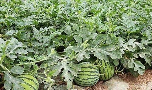 月经紊乱|女性不想显老,以下食物不可少,补血祛斑,脸色红润,从脸嫩到脚