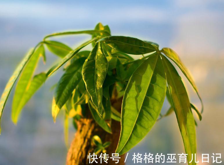 要想养好发财树,3个养护小知识必须要记牢,不然会出现枯枝败叶