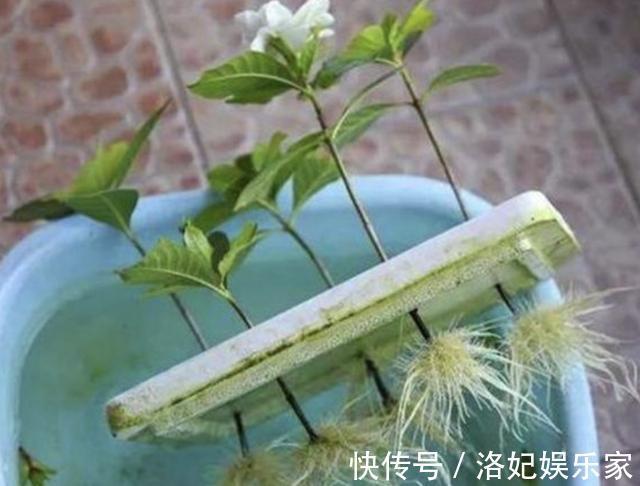 扦插|夏天还买花5种花枝条“折1根”，扔花盆里，萌发“小根系”