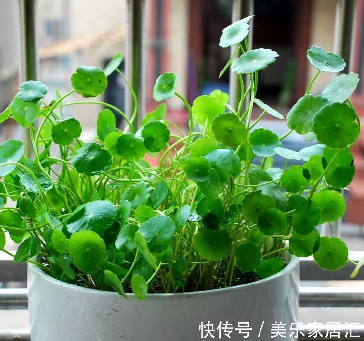 植株|铜钱草盆栽养护技巧和水养方法