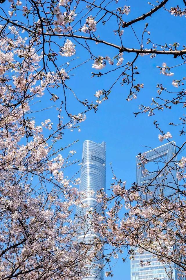 3456㎡，87株樱花树！带你去“最美地铁口”赏樱花