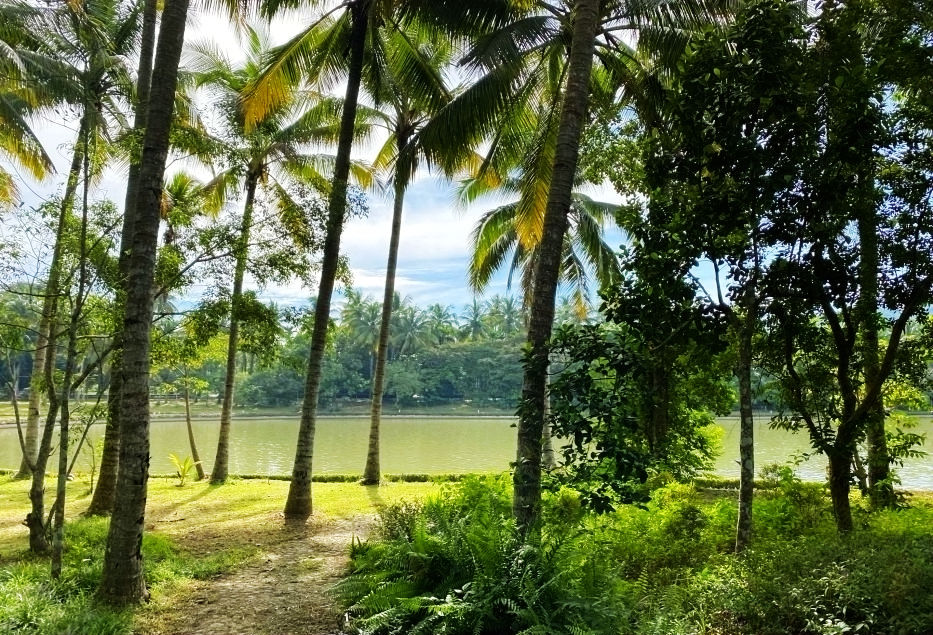 热带经济|美丽的植物园，独特的植物景观——游兴隆热带植物园