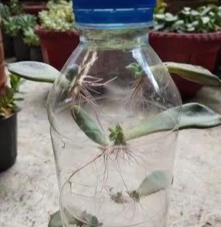 植物|没地种花种菜,没时间浇水几个塑料瓶就能解决,DIY变废为宝