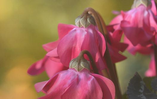 盘点仙客来的五大花型,你中意哪一款