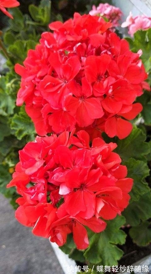 过年逛花市,老妈买了天竺葵,开花味道为啥这么奇怪?