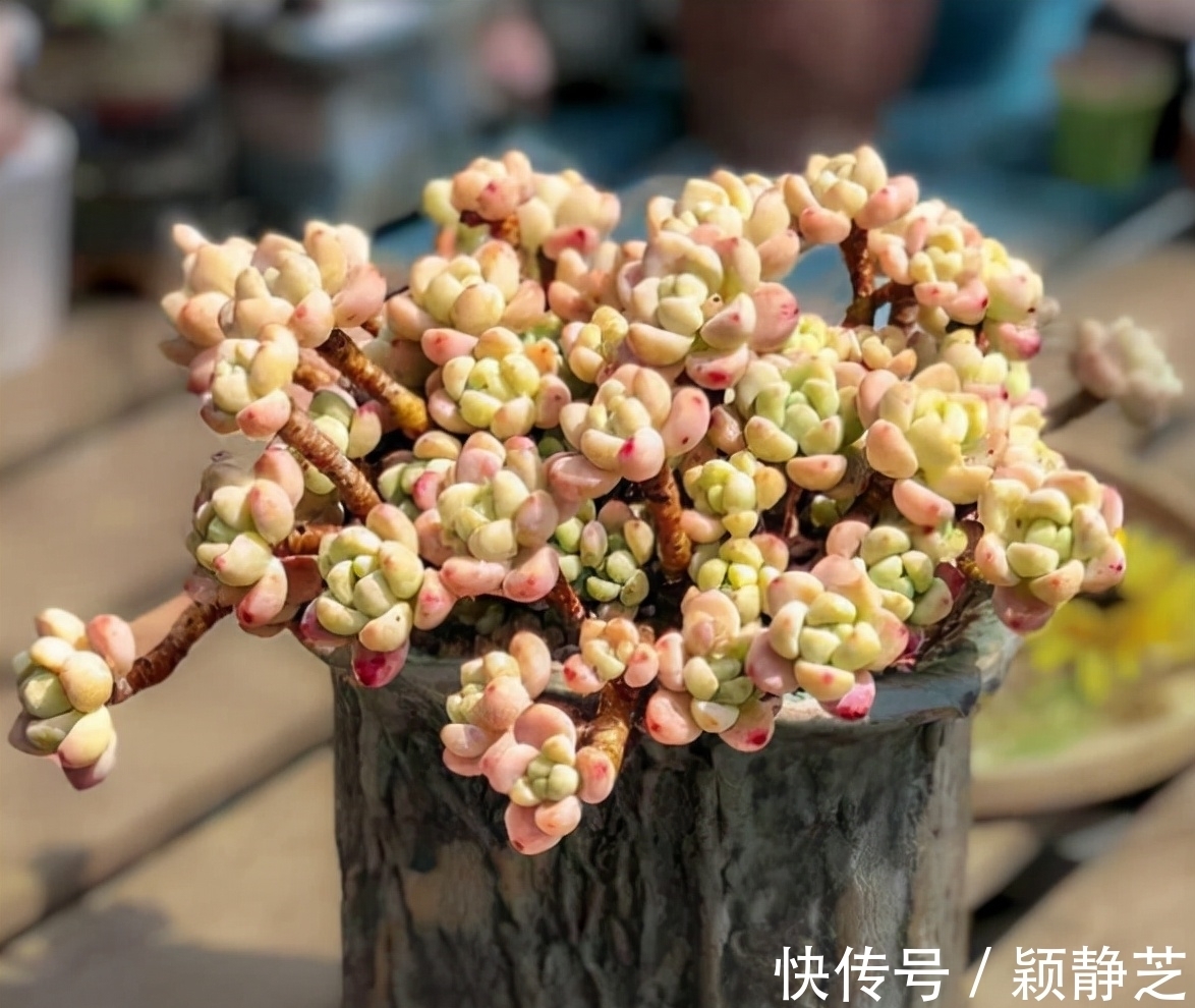 叶片|这8种多肉自带香味,家里放几盆满屋飘香