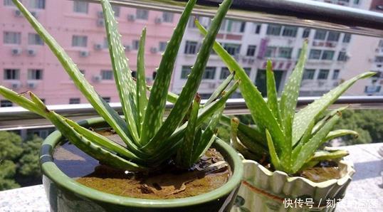 浇水|5种适合“散养”的花草，盆栽上几盆，不用费心管理，好养又省心