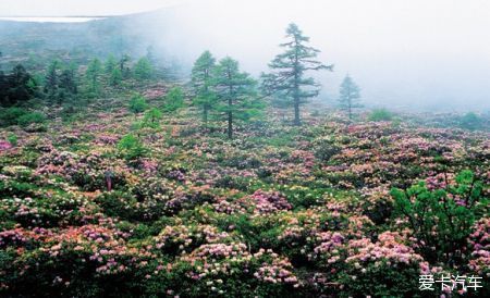 中国最美森林之白马雪山高山杜鹃林 （云南）