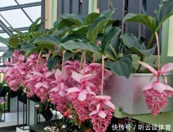 盆栽|4种花养在家里,一整年都有好运气,养家里,名字好听,花更美