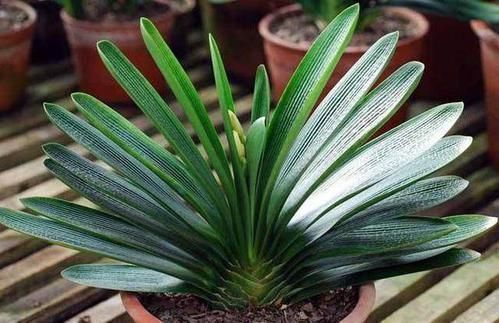 营养液|最厉害的养花营养液给君子兰喝一勺,叶片肥绿,秋凉早开花