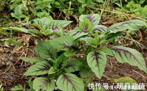 城里人|这种蔬菜被称为“长寿菜”,农村人不多见,城里人肯定没见过