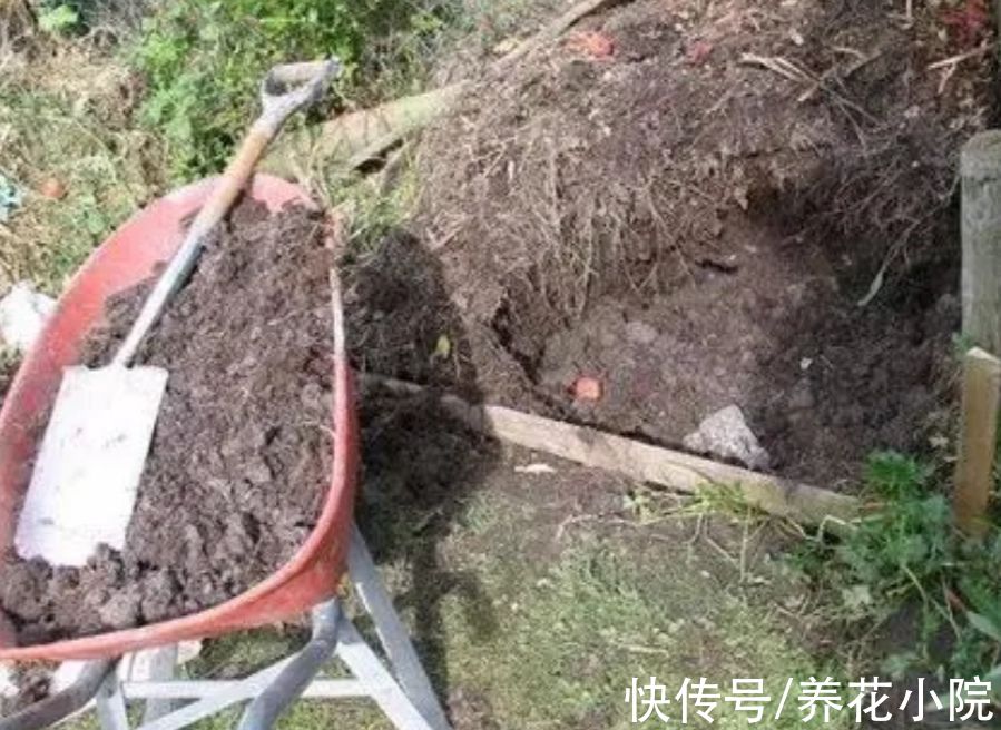 有机肥|花肥不用买,这些东西做成“花肥”,养什么花都长得旺
