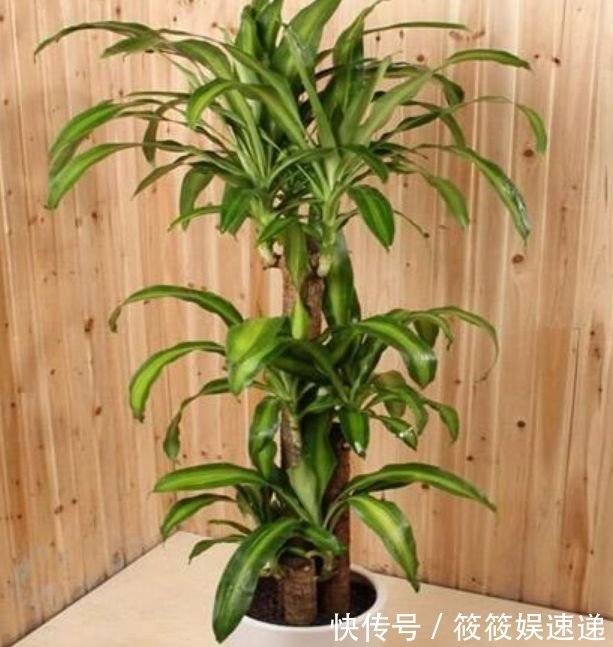 4种花养在家里,自带福气好养活,开花漂亮财运来,一养就上瘾