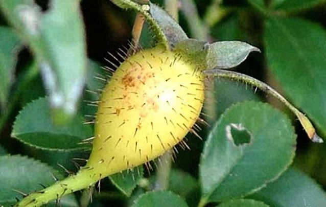 灌木丛|农村十大美味野果，吃过4种算你厉害，全吃过的几乎没有人